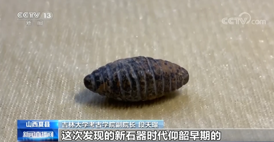 A 6000 year old stone silkworm chrysalis was found in Shicun site